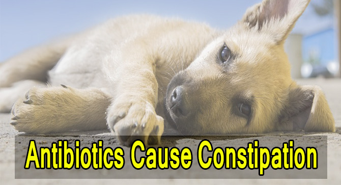 Can Amoxicillin Cause Constipation In Dogs