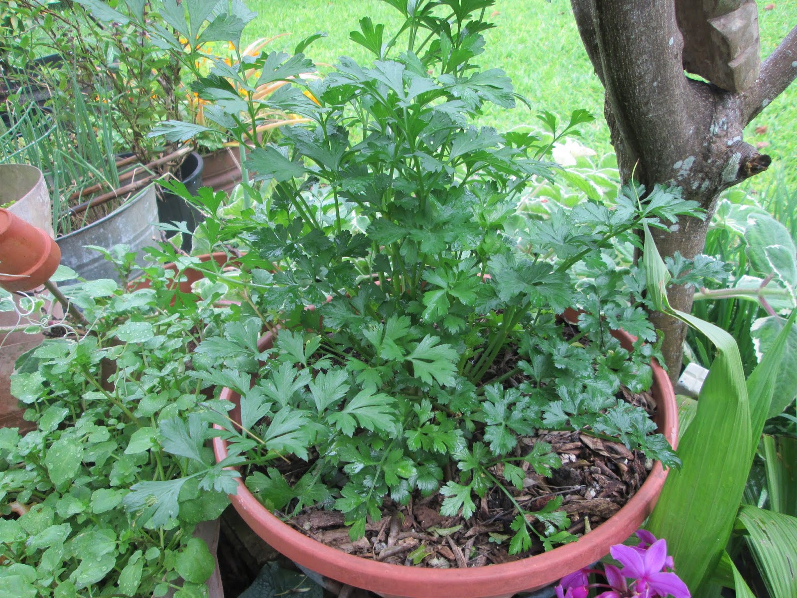 Garden Notes from Hawaii ITALIAN PARSLEY (Petroselinum crispum var