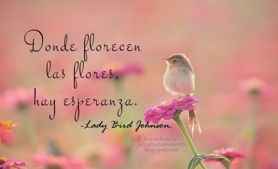 Donde florecen las flores, hay esperanza.🌷  -Lady Bird Johnson.