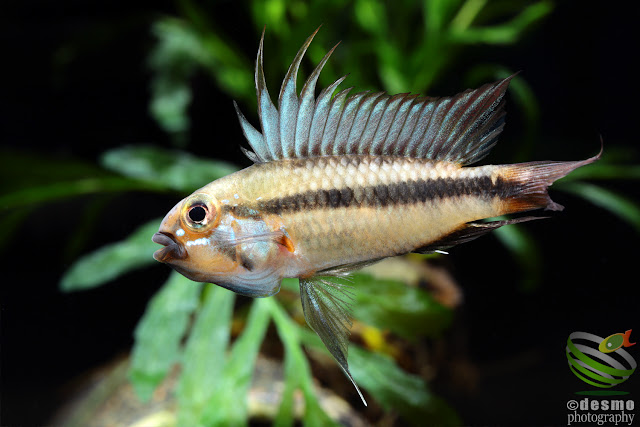 Apistogramma arua