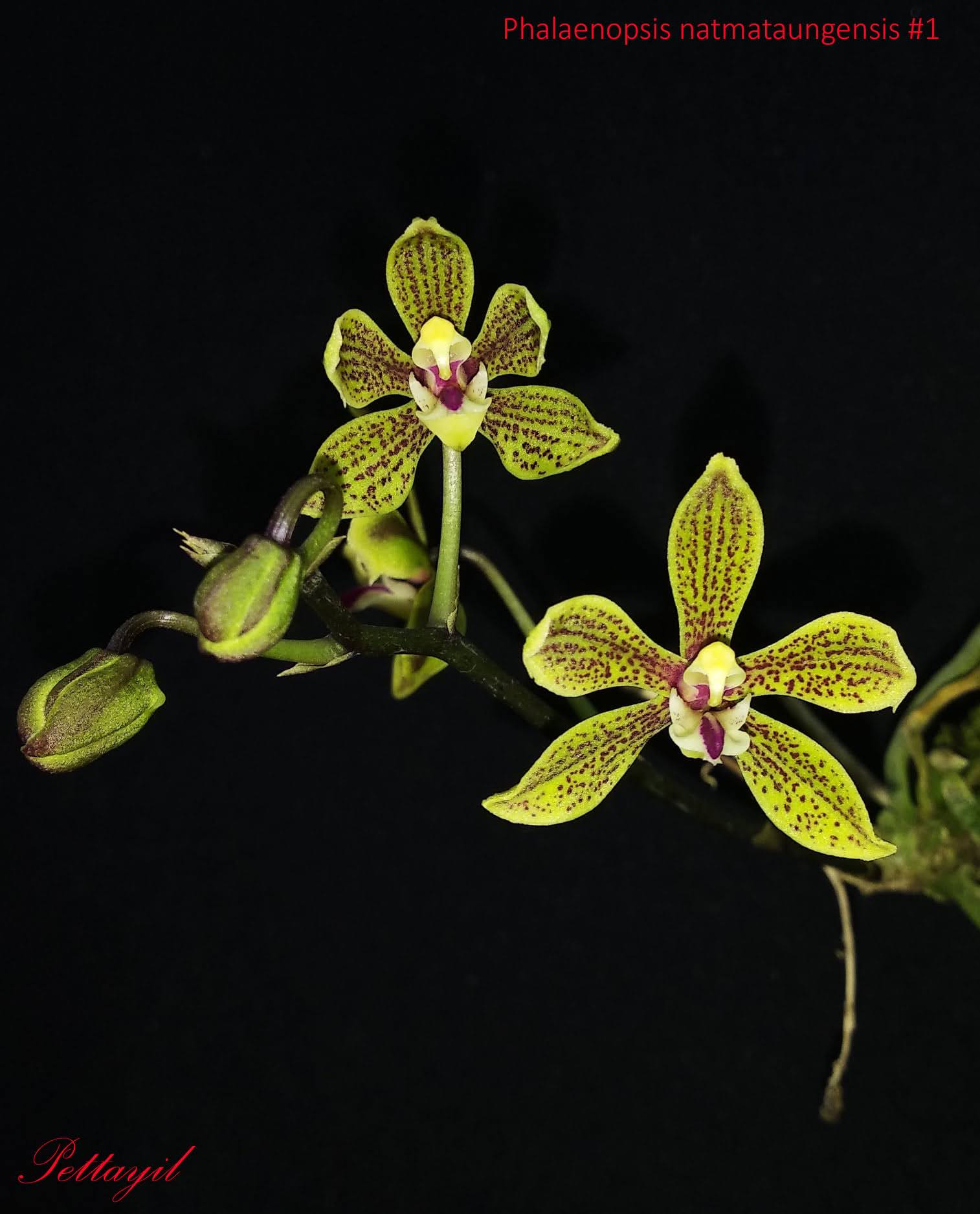 Phalaenopsis natmataungensis