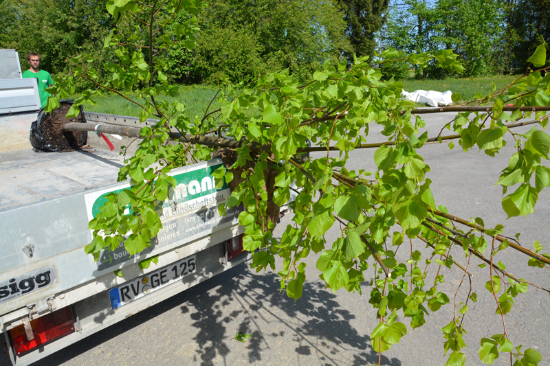 Der Garten und unsere neuer Baum LilalouHaus