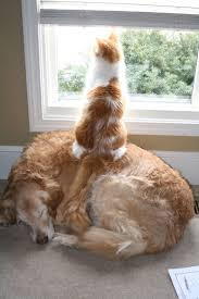 cat and dog relation