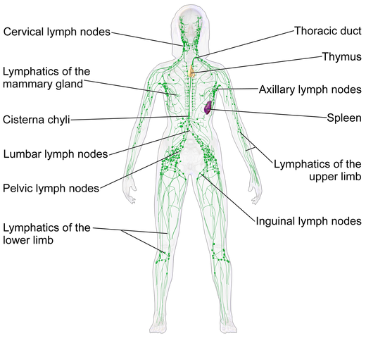 the lymphatic system picture of female lymphatic system