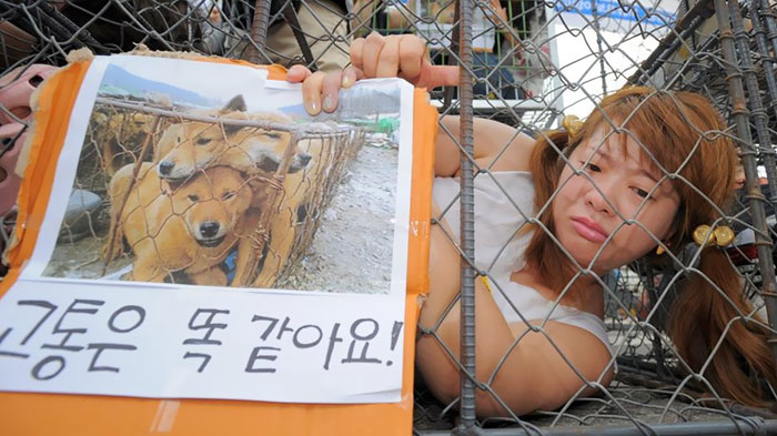 Νότια Κορέα κακοποίηση σκύλων 