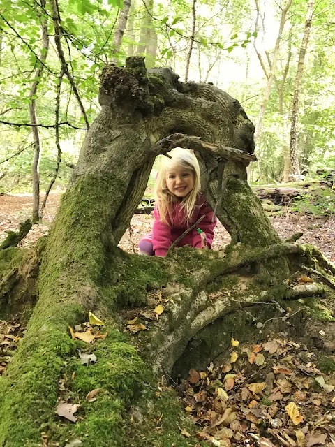 A young girl grins through a triangular tree branch in Epping Forest