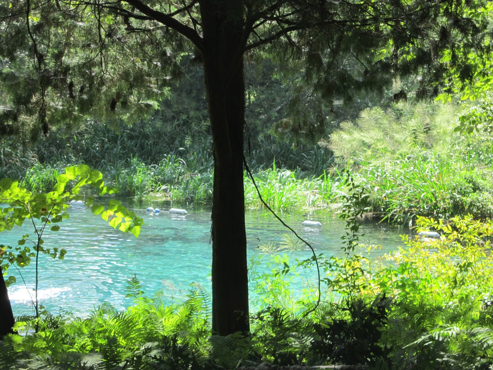 Little Old House This Florida Life Ichetucknee River Tubing