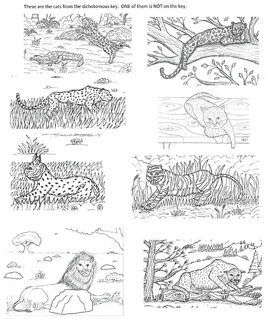 Robin's Great Coloring Pages Dichotomous Key for Some Members of the