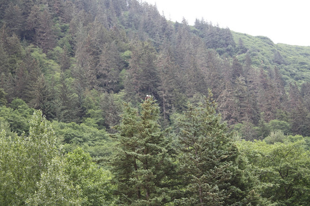 Eagles in a tree in Juneau, Alaska