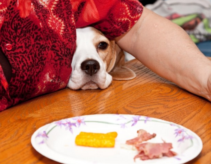 When to Stop Your Dog's Diet 