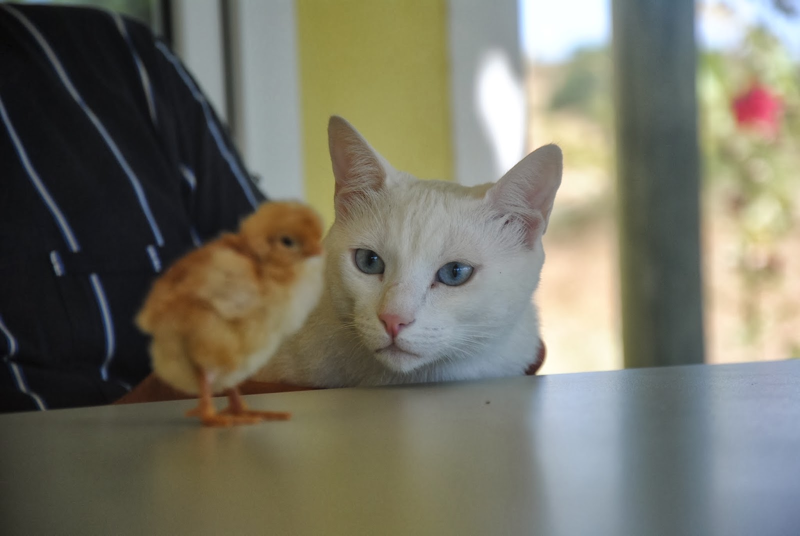 kedilievintarzı Bir Kedi Civciv Gördüğünde Ne Yapar?