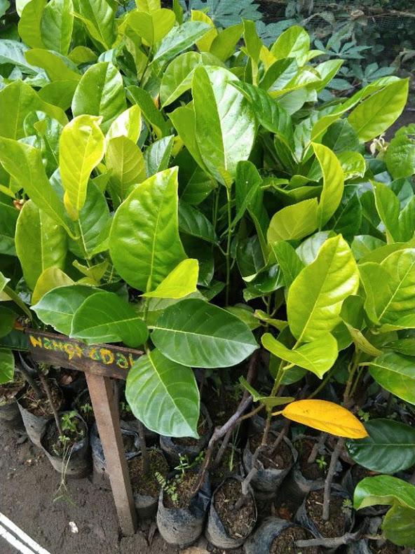 Bibit Tanaman Pohon Nangkadak Nangka Cempedak Sambung Pucuk Jaminan Asli Sibolga