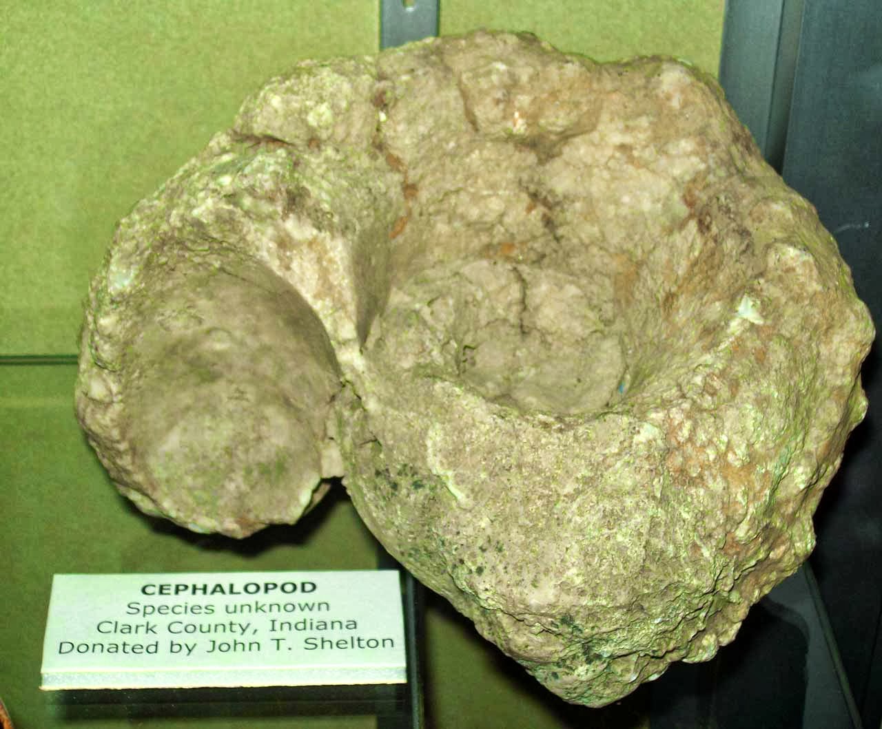 Louisville Fossils and Beyond Paleozoic Cephalopod Fossil