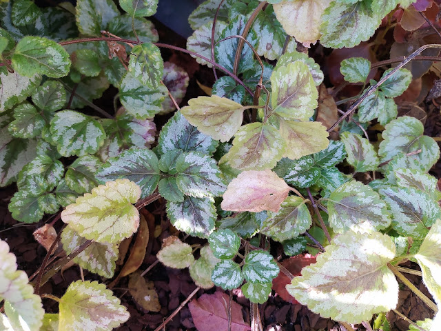 Ortiga muerta amarilla o Arcángel amarillo (Lamium galeobdolon subsp. argentatum (Smejkal) J.Duvign.).