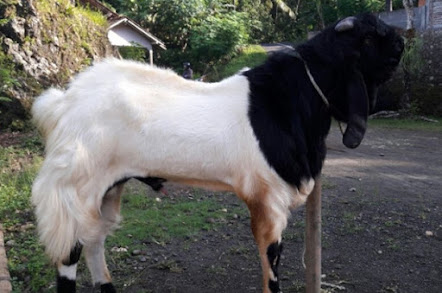 Kambing Peranakan Etawa