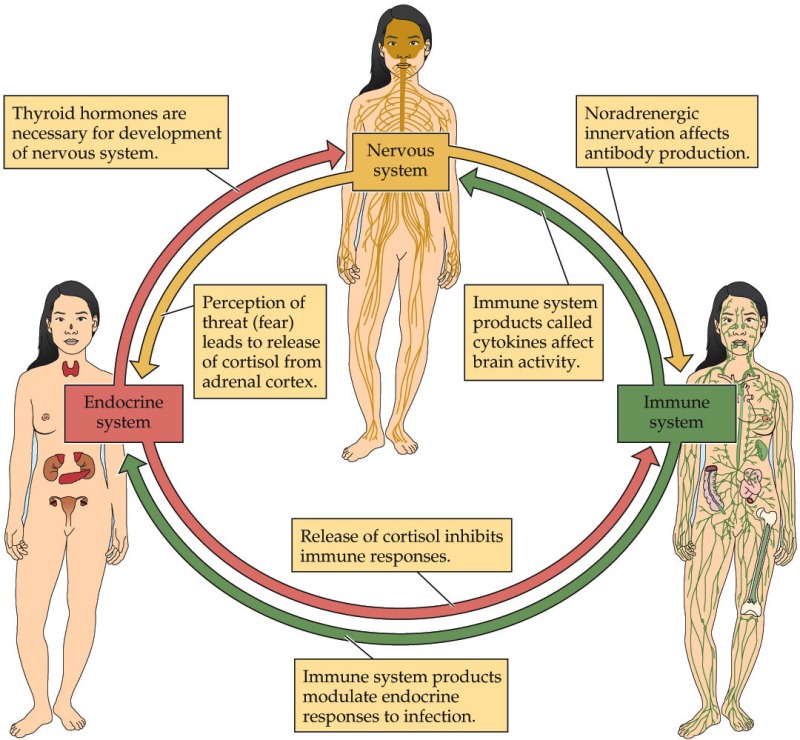 All three systems interact reciprocally, so there is a constant state of flux, carefully tuning the immune system