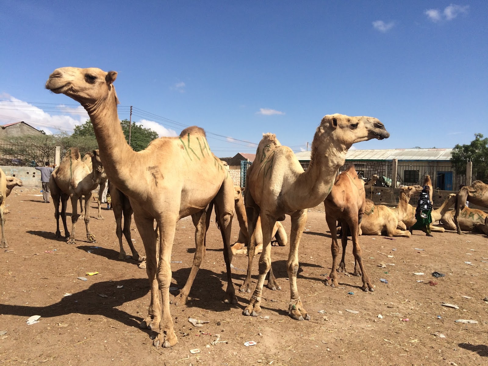 Mary Harper Somali camels