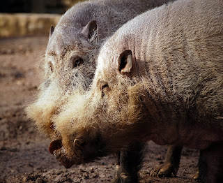 Philadelphia Hayvanat Bahçesinde Sakallı yaban domuzu