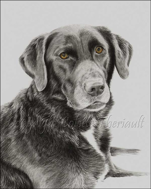 dog drawing in progress by animal portraitist Colette Theriault