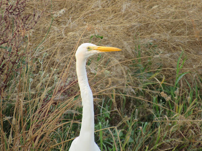 Sacramento National Wildlife Refuge