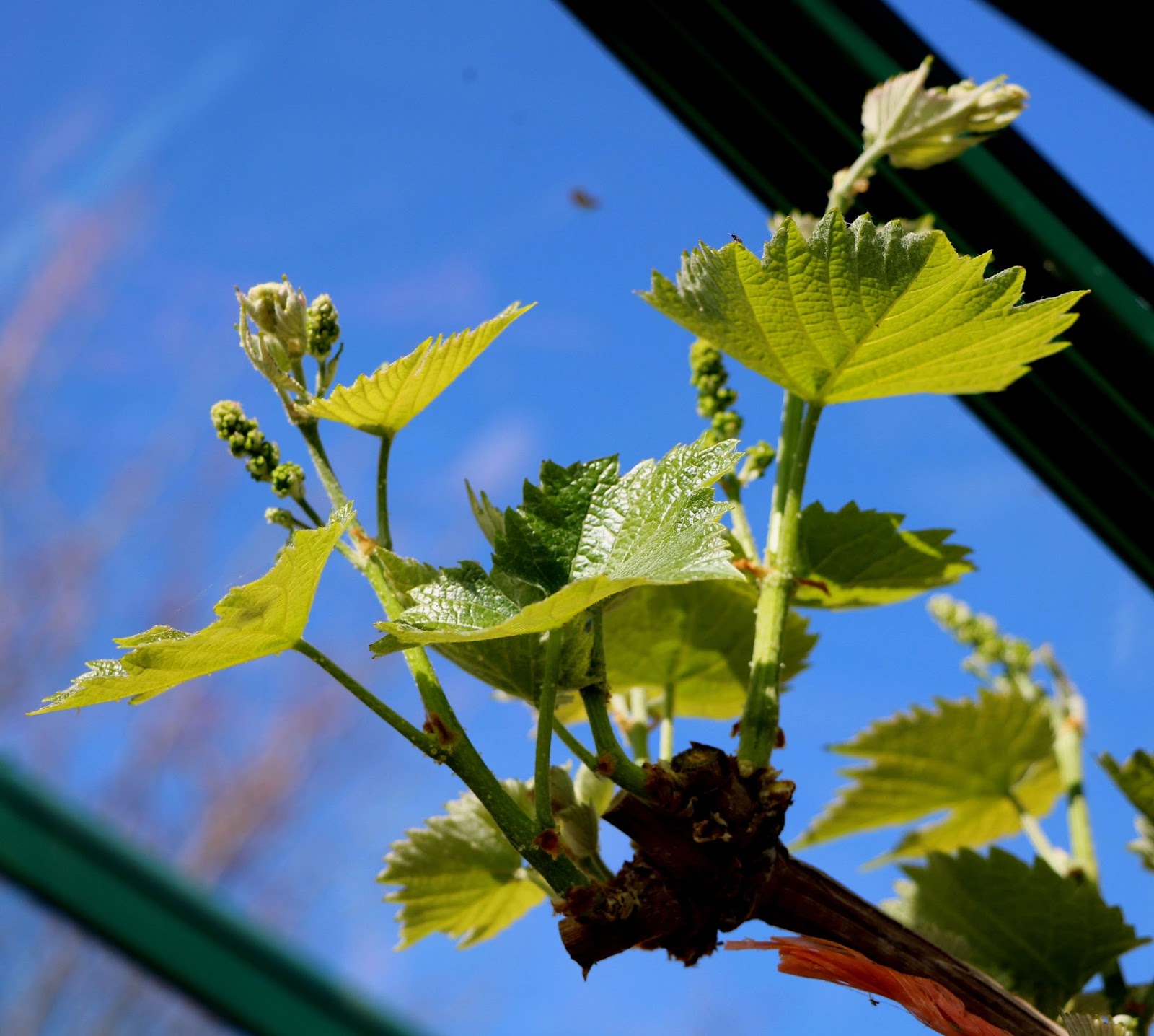 Scottish Artist and his Garden