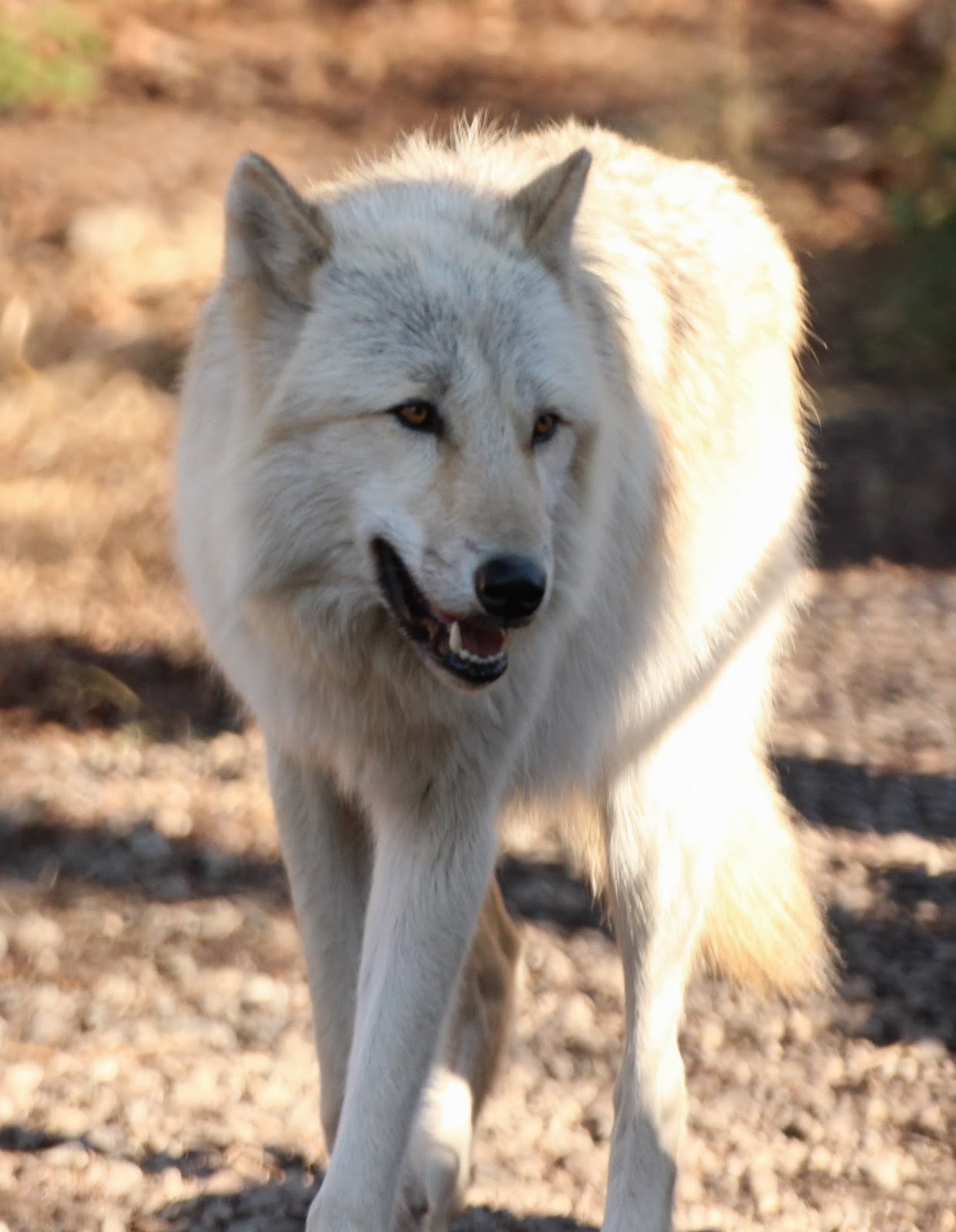 Wolf Conservation Center, South Salem NY