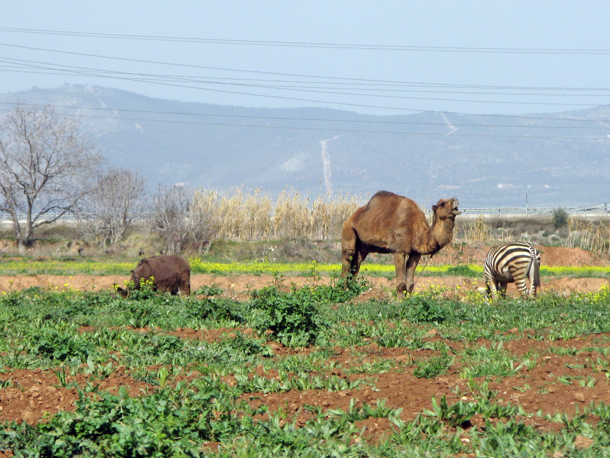 HERE WE ARE! Discussion essay