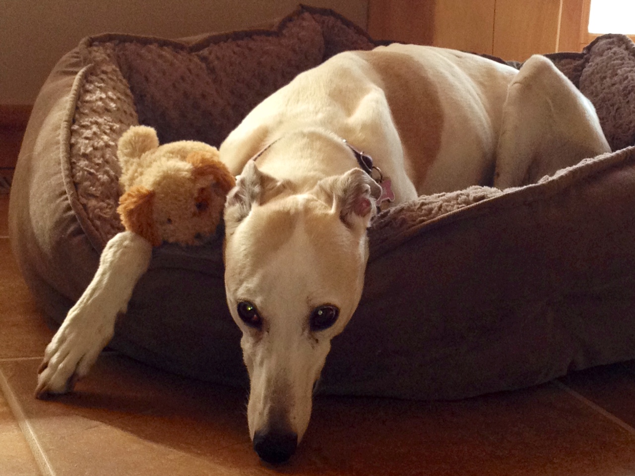 Northern Lights Greyhound Adoption Dog Blog NLGA Photo Roundup