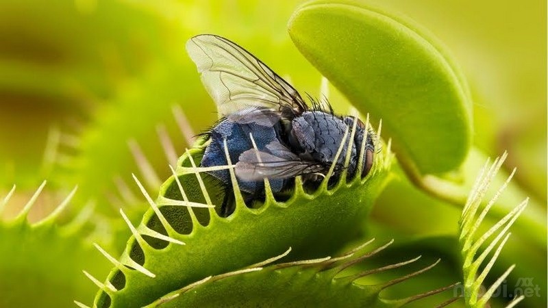 Tanaman Venus Flytrap - Perlu beberapa gerakan dari sang mangsa agar bisa menangkapnya