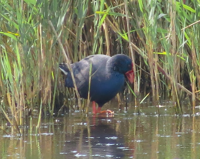 Purple Swamphen - Minsmere, Suffolk