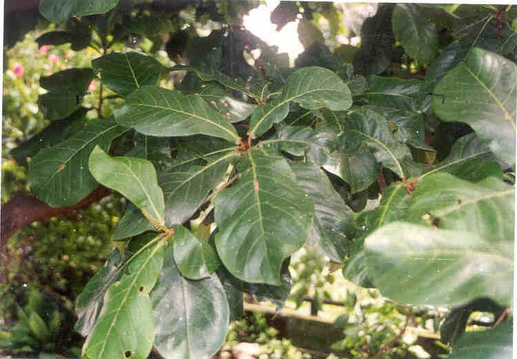 Tumbuhan di Sekitar Pantai