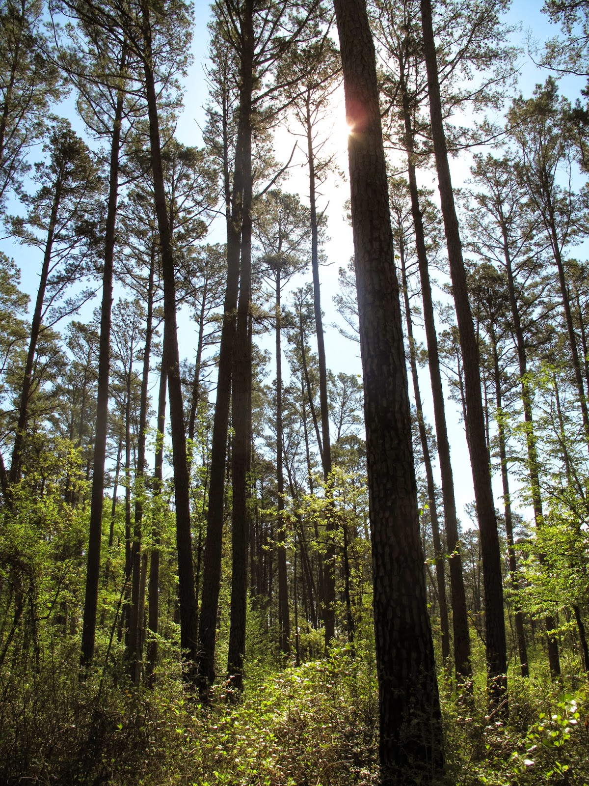 The Lamberts Adventure! Davy Crockett National Forest 4C Trail