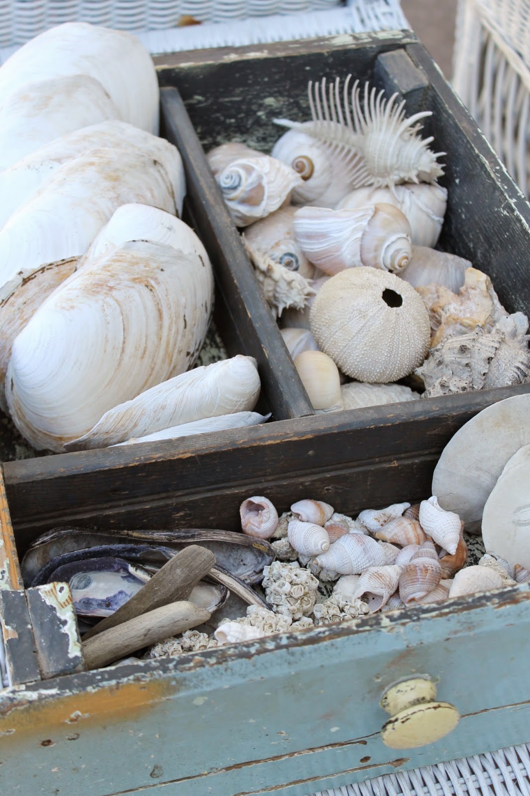 Organizing Seashells