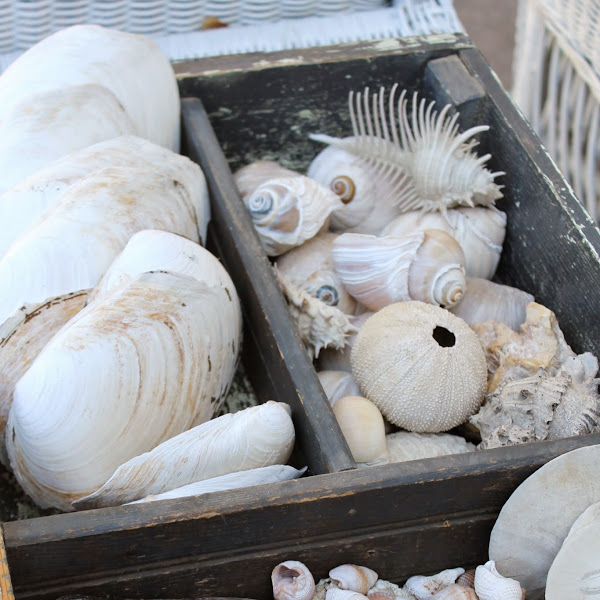 Organizing Seashells