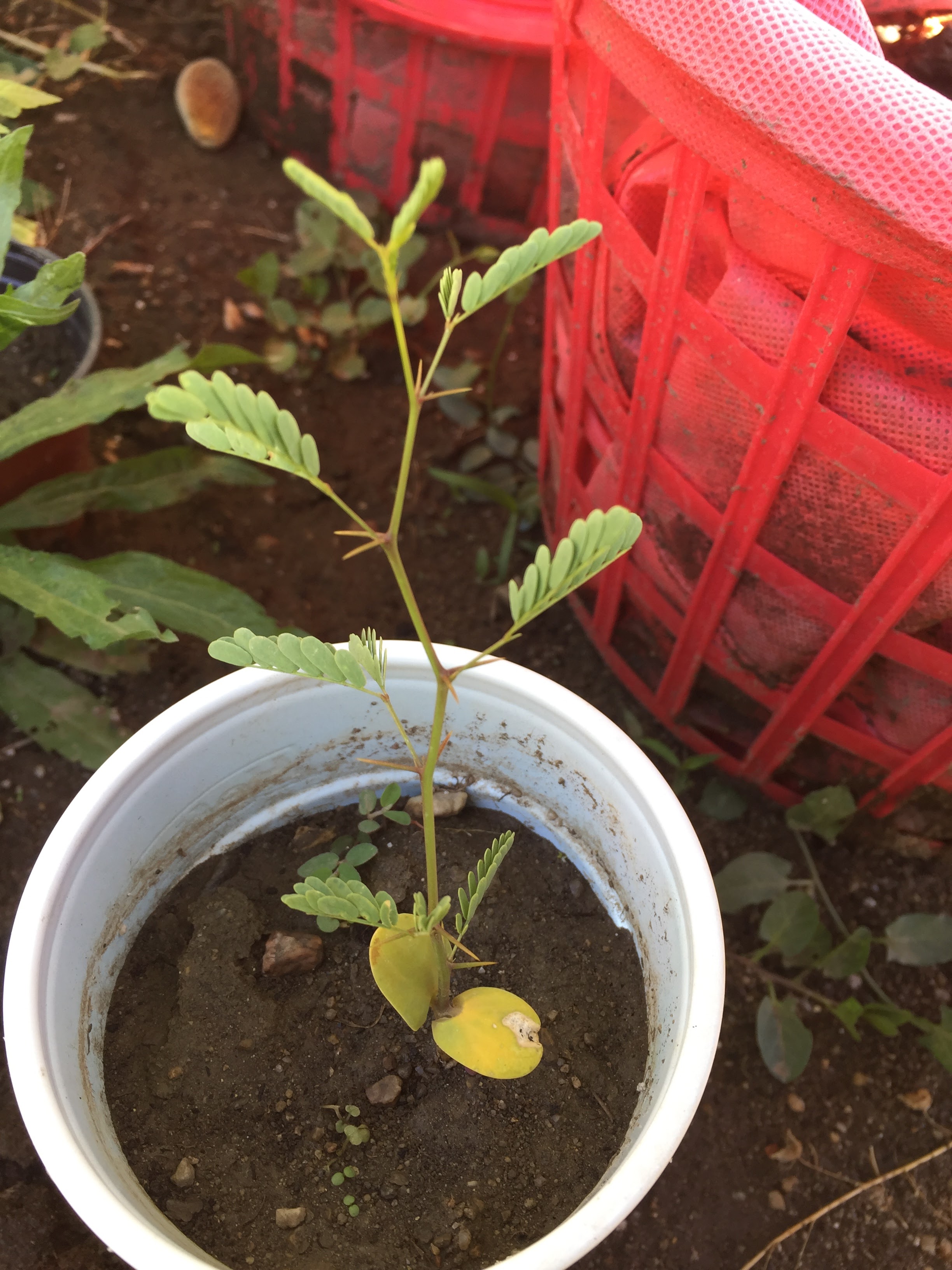 4 new honey mesquite trees!