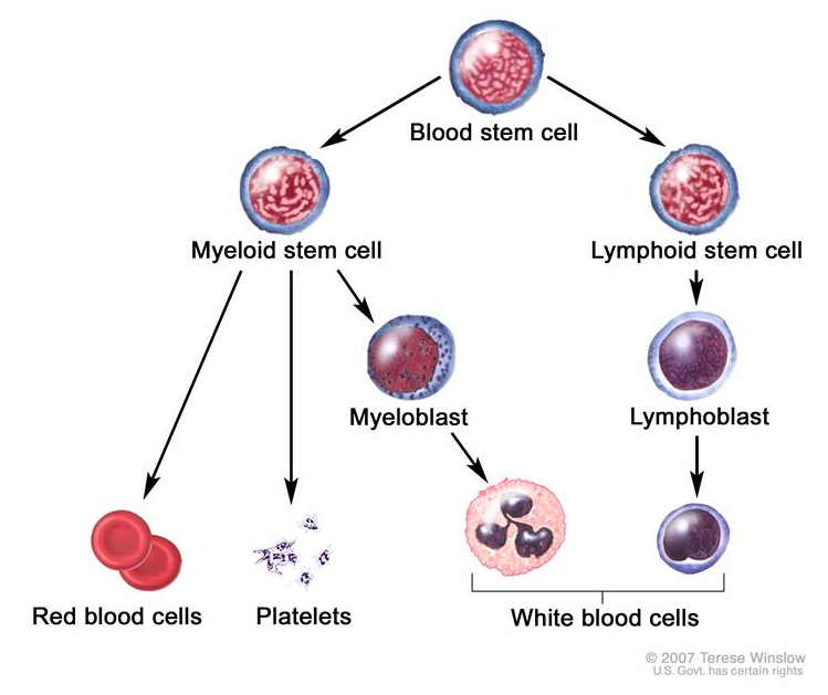 Diseases Treated with Cord Blood Cord Blood Uses