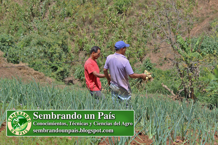 cosechando cebollas