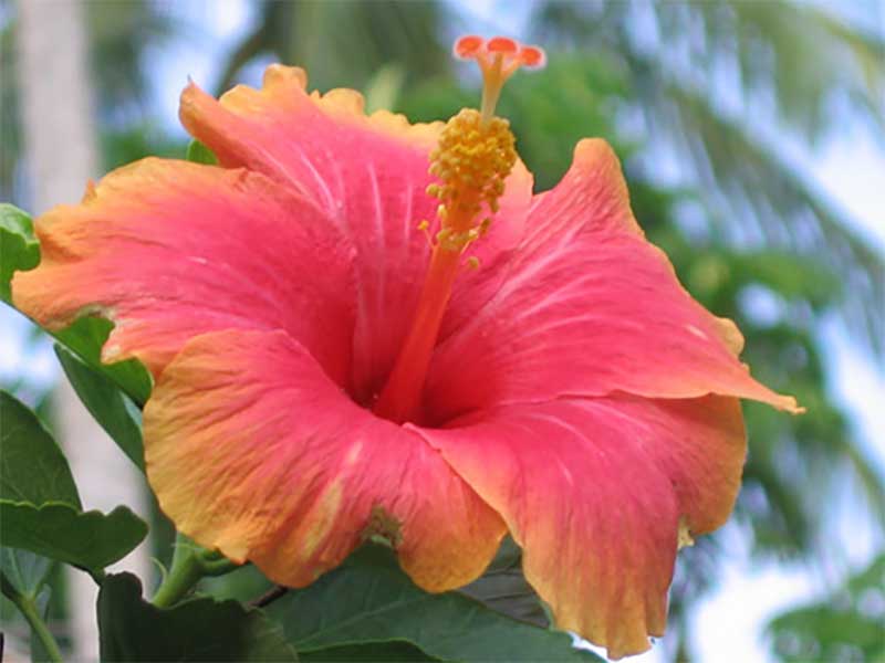 Gumamela (Hibiscus) As An Alternative Medicine For Common Illnesses