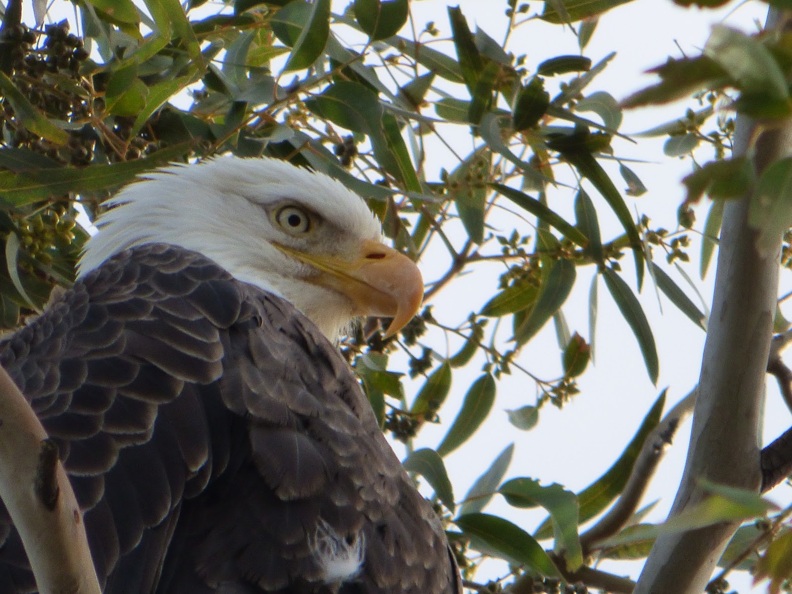 Geotripper's California Birds Bald Eagles at the Sacramento National