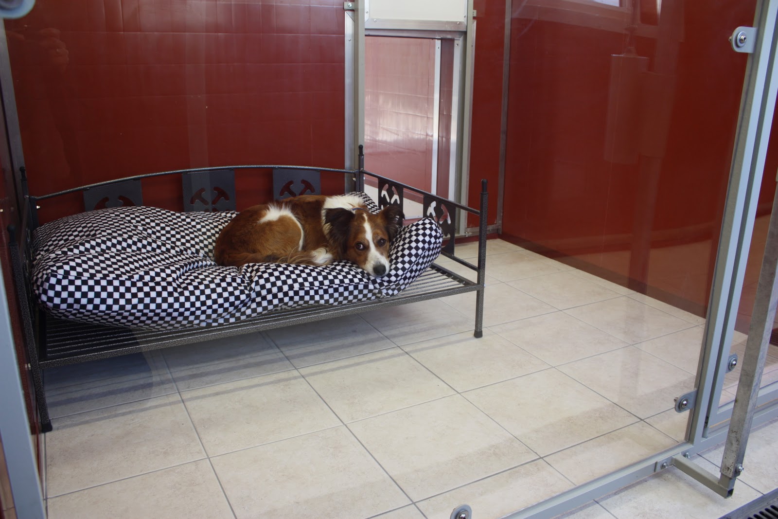 Woodland View Luxury Boarding Kennels Preparing your dog for a stay in