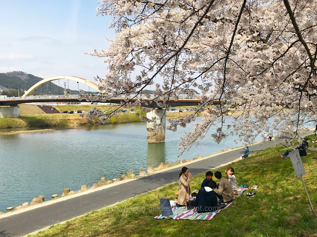 Shiroishi River Sakura