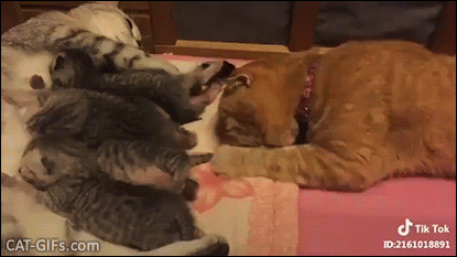 Weird Cat GIF • Crazy Daddy cat bites kitten tails at feeding time, poor innocent babies Weird Cat GIF • Crazy Daddy cat bites kitten tails at feeding time, poor innocent babies