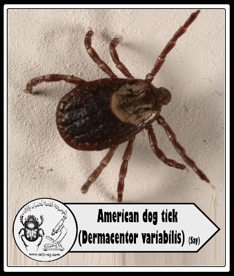 قراد الكلاب Dog tick الوصف المورفولوجي ودورة الحياة