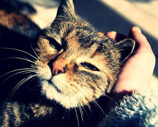 kucing jinak kucing jinak