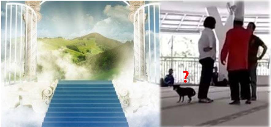 Anjing Yang Akan Menjadi Penghuni Surga Angin Malam