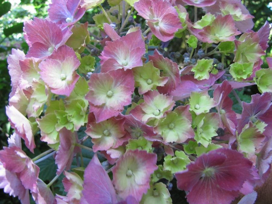 photographing New Zealand: purple flowers
