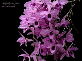 Orquídeas no Apê: Orquídea Dendrobium anosmum