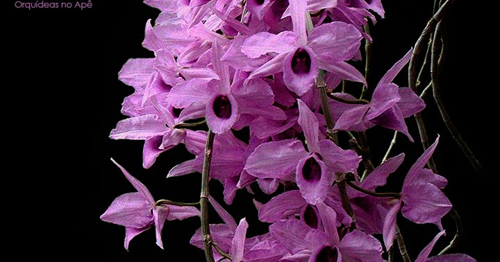 Orquídeas no Apê: Orquídea Dendrobium anosmum