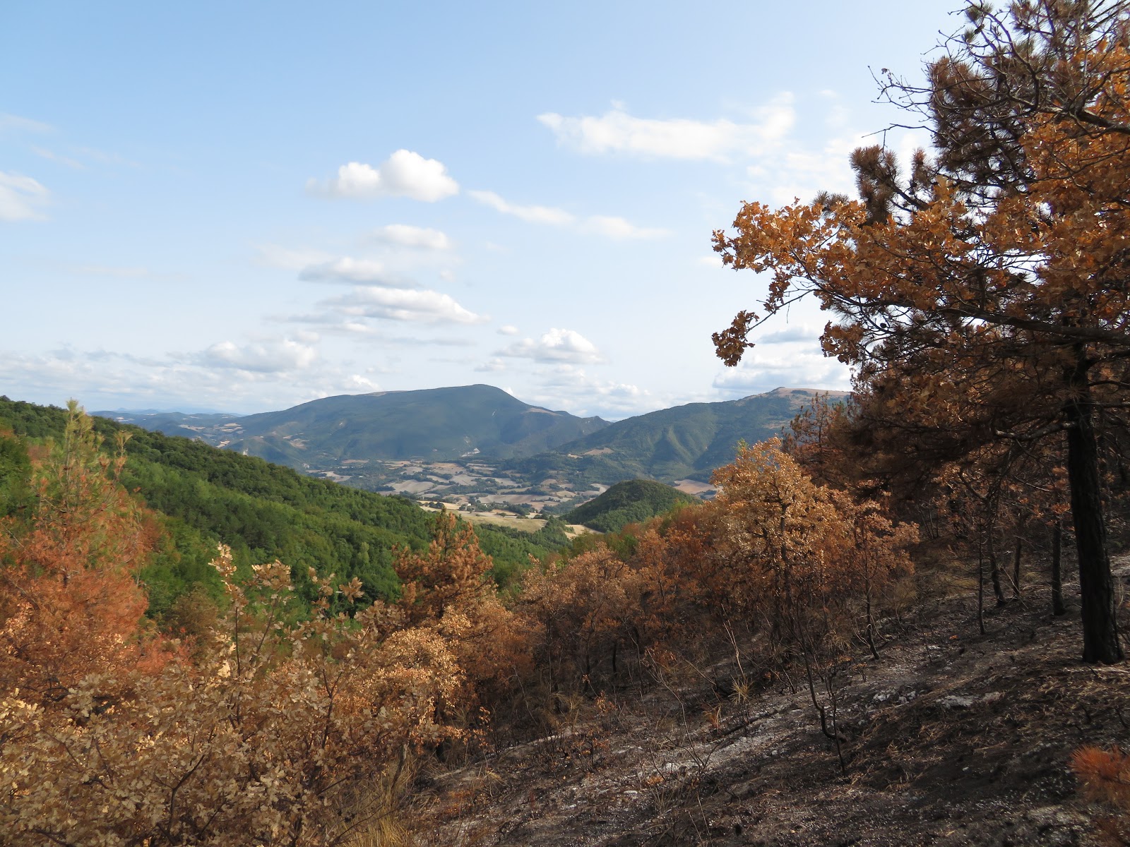 Itineris Mei Il bosco delle Cesane un mese dopo il grande rogo