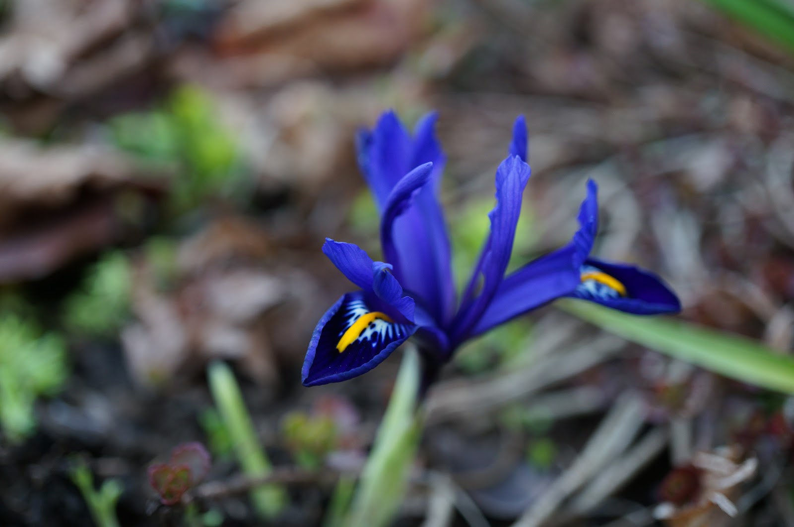 Whatsitgarden Late January blooming bulbs